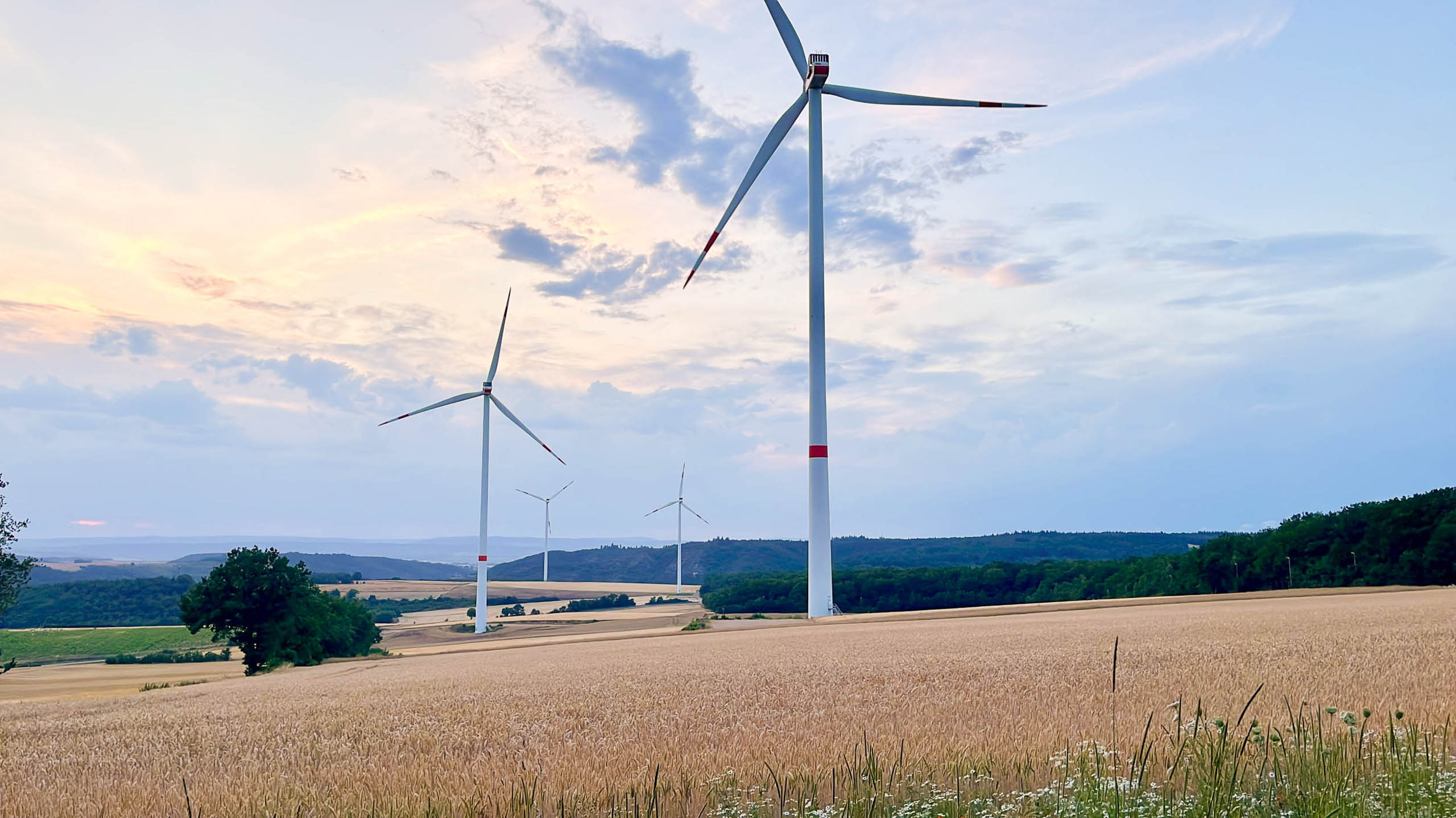 Drei große Windkraftanlagen stehen in einem Feld mit goldgelbem Weizen, im Hintergrund sind in der Ferne Hügel, Bäume und ein teilweise bewölkter Himmel bei Sonnenuntergang zu sehen. Nicolas Kullmann und sein Unternehmen "Raum für Baum" bieten deutschlandweit Unterstützung bei Baumkontrolle und Umweltmonitoring an.